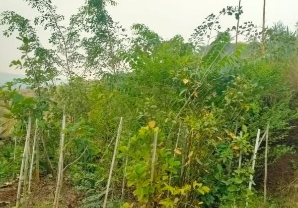 Afforestation 4