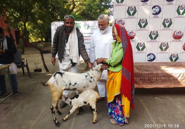 Goat Kits 4
