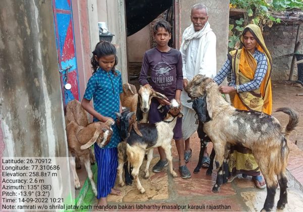 Goat Kits 5